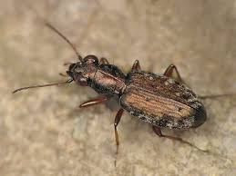 Attēlu rezultāti vaicājumam “Asaphidion pallipes”