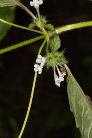 Attēlu rezultāti vaicājumam “Galeopsis tetrahit leaf”