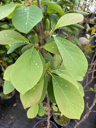 Attēlu rezultāti vaicājumam “Magnolia cylindrica”