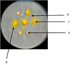 Attēlu rezultāti vaicājumam “Physarum obscurum plasmodium”