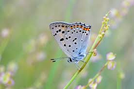 Attēlu rezultāti vaicājumam “Lycaena alciphron”