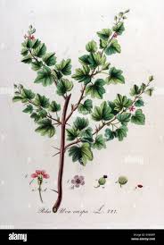 Attēlu rezultāti vaicājumam “Ribes uva-crispa leaf”