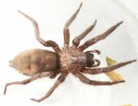 Attēlu rezultāti vaicājumam “Gnaphosidae”