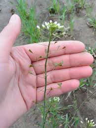Attēlu rezultāti vaicājumam “Capsella bursa-pastoris bud”