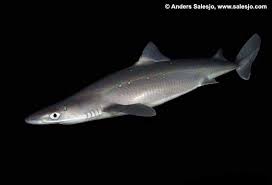 Image result for Squalus acanthias