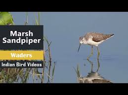 Attēlu rezultāti vaicājumam “Tringa stagnatilis adult”