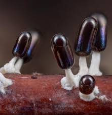 Attēlu rezultāti vaicājumam “Diachea leucopodia stalked”