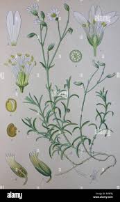 Attēlu rezultāti vaicājumam “Cerastium arvense”