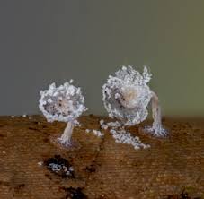 Attēlu rezultāti vaicājumam “Didymium squamulosum spores”