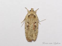 Attēlu rezultāti vaicājumam “Agonopterix ocellana”