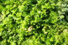 Attēlu rezultāti vaicājumam “Metzgeria violacea”