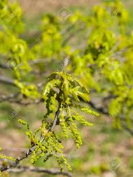 Attēlu rezultāti vaicājumam “Quercus robur male flower”