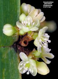 Attēlu rezultāti vaicājumam “Polygonaceae”