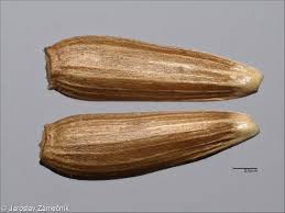 Attēlu rezultāti vaicājumam “Serratula tinctoria leaf”