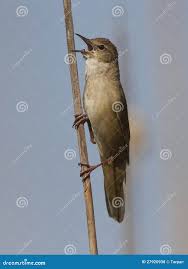 Image result for Locustella luscinioides