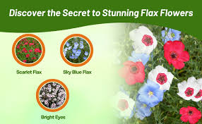 Attēlu rezultāti vaicājumam “Linum usitatissimum bud”