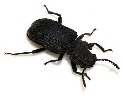 Attēlu rezultāti vaicājumam “Bolitophagus reticulatus”