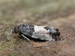 Attēlu rezultāti vaicājumam “Spilonota ocellana”