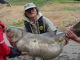 Image result for Hypophthalmichthys nobilis