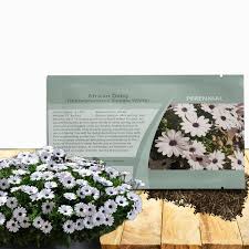 Image result for Dimorphotheca sinuata