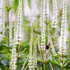 Attēlu rezultāti vaicājumam “Veronica longifolia flower”