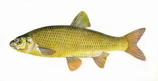 Attēlu rezultāti vaicājumam “Leuciscus idus”