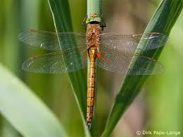 Attēlu rezultāti vaicājumam “Aeshna isoceles”