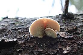 Attēlu rezultāti vaicājumam “Panellus serotinus”