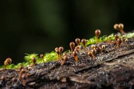 Attēlu rezultāti vaicājumam “Hemitrichia calyculata”