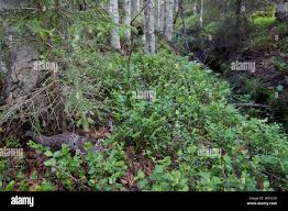 Attēlu rezultāti vaicājumam “Bonasa bonasia eggs”