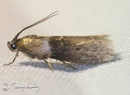 Attēlu rezultāti vaicājumam “Sciota fumella”