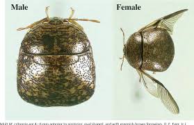Attēlu rezultāti vaicājumam “Cribraria microcarpa”