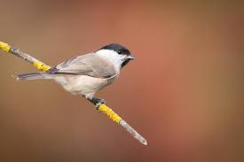 Attēlu rezultāti vaicājumam “Poecile palustris”