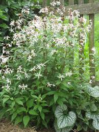Attēlu rezultāti vaicājumam “Gillenia trifoliata flower”