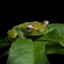 Attēlu rezultāti vaicājumam “Philonotis marchica macro”