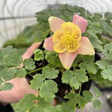 Image result for Aquilegia