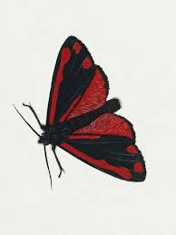 Attēlu rezultāti vaicājumam “Arctiidae”