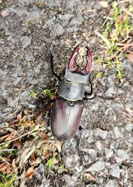 Attēlu rezultāti vaicājumam “Dacne bipustulata”