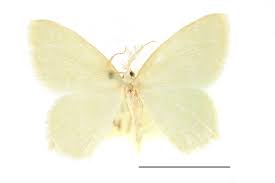 Attēlu rezultāti vaicājumam “Jodis putata”