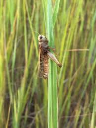 Attēlu rezultāti vaicājumam “Entomophaga grylli”