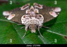 Attēlu rezultāti vaicājumam “Thyatira batis imago”