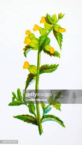 Attēlu rezultāti vaicājumam “Rhinanthus serotinus fruit”