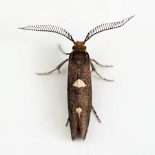 Attēlu rezultāti vaicājumam “Incurvaria oehlmanniella”