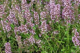Attēlu rezultāti vaicājumam “Thymus pulegioides”