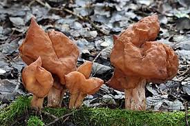 Attēlu rezultāti vaicājumam “Gyromitra infula”