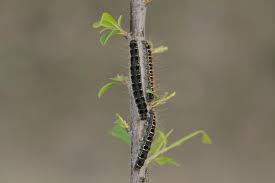 Attēlu rezultāti vaicājumam “Eriogaster lanestris”