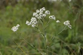 Attēlu rezultāti vaicājumam “Achillea ptarmica leaf”