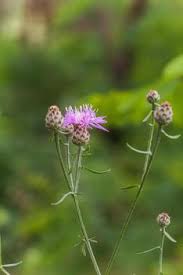 Attēlu rezultāti vaicājumam “Centaurea scabiosa”