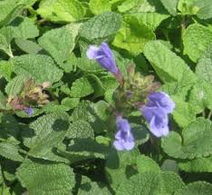Attēlu rezultāti vaicājumam “Dracocephalum ruyschiana flower”