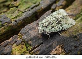 Attēlu rezultāti vaicājumam “Griposia aprilina”